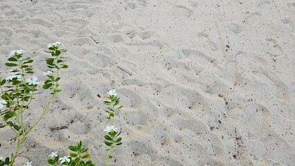 blooming vinca roseus by the sea, blooming flower on the beach, 