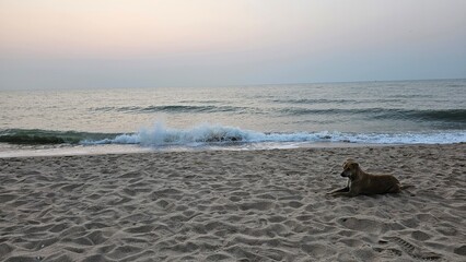 dog  on the beach, domestic dog, beach, Thailand beach, beachfront, dog chilling on the beach, 