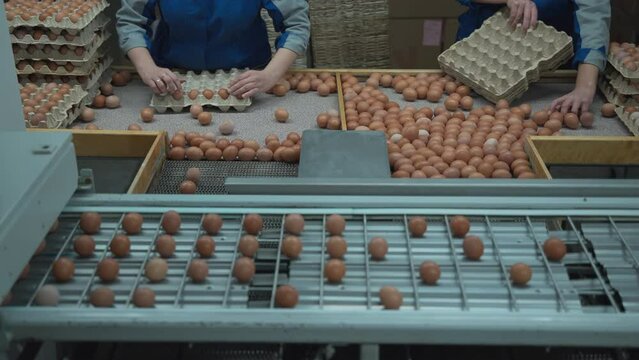 Workers deal with the poultry egg products packaging process at the farming facility. Putting the poultry egg products into the tray holders. Collecting poultry eggs from the production line.