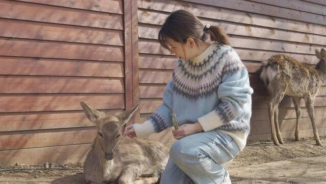 An Asian woman interacting with a fawn, feeding, petting, taking pictures