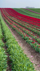 Colorful blooming tulip fields on a cloudy day in the Netherlands