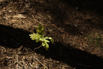 plant sprout, growth, new life, nature