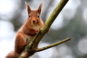 cheeky red squirrel looking down 