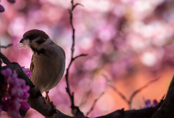 Tree sparrow with nest material in its beak. Spring time in Greece. Tree sparrow on a tree with...