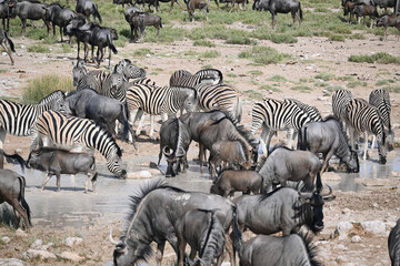 Africa- Namibia- Large Herds of Zebra and Wildebeest Gathered at a Waterhole
