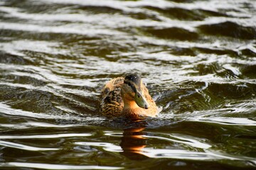 female American Black Duck (Anas rubripes) swimming in water