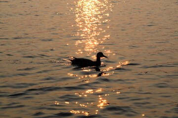 duck silhouette floating on lake water at the golden hour sunset