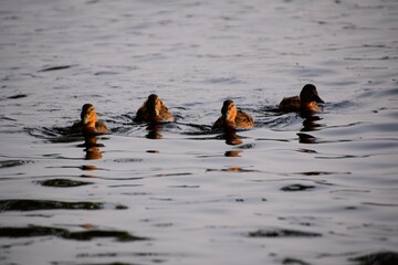 group of female American Black Ducks (Anas rubripes) in water at sunset