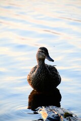 female American Black Duck (Anas rubripes) side view portrait