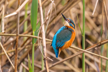 Eisvogel im Frühjahr in voller Farbenpracht