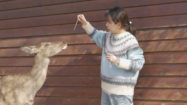 An Asian woman interacting with a fawn, feeding, petting, taking pictures