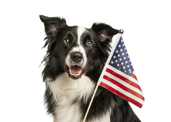 Patriotic Border Collie dog posing with small USA flag over isolated transparent background