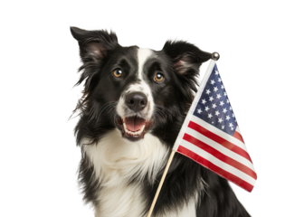 Patriotic Border Collie dog posing with small USA flag over isolated transparent background