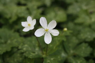 二輪草（ニリンソウ）