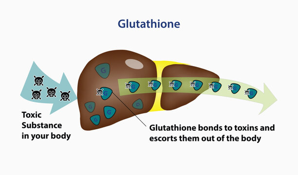 Glutathione Detoxification, Glutathione in livers help removes and escorts toxin substances out of the body. Vector and illustration