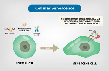 Cellular Senescence - a natural process where cells stop dividing and enter a state of permanent growth arrest, triggered by a variety of stressors, like DNA damage, telomere shortening, etc. - obrazy, fototapety, plakaty