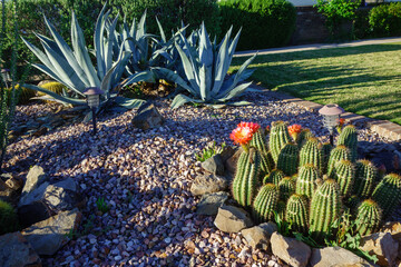 Blooming Hedgehog cacti, Echinocereus, and Blue Agave at xeriscaped desert style patch next to a green grass lawn in Phoenix, AZ