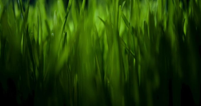 Light shining through fresh spring grass. Vibrant green meadow showing tranquility of spring, environmentally conscious, or Earth day nature backgrounds. Seamless loop.
