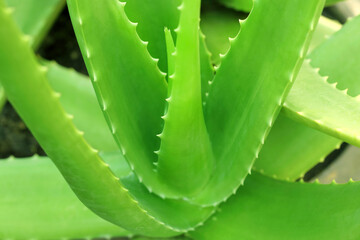 Close up of aloe vera plant growing in the garden.