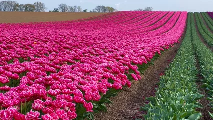 Foto op Plexiglas anti-reflex Colorful blooming tulip fields on a cloudy day in the Netherlands © frolova_elena