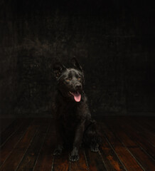 portrait of a black dog on a dark background - 781707925