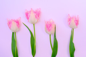 ピンク色のチューリップ