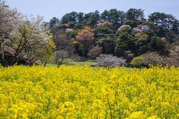 桜と菜の花の風景 鳥取県 青島