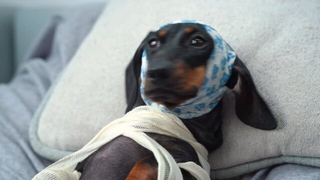 A dachshund with a bandaged head and body after surgery lies on soft pillows at home or in a veterinary clinic and is examined from side to side