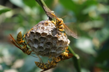 危ない昆虫　ハチ
