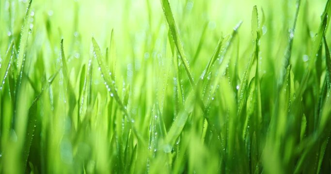 Sunlight shining through fresh spring grass with dew drops. Vibrant green meadow with shiny water droplets. Showing tranquility of spring, environmental or Earth day nature backgrounds. Seamless loop.