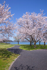 満開の桜の花と湖山池 鳥取県 湖山池