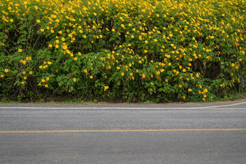 Side view of asphalt road with flower.