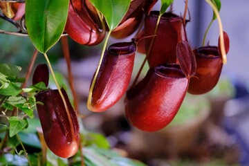 Nepenthes 'Diana' is an extremely beautiful, insectivorous plant. It looks very exotic.