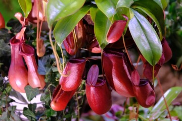 Nepenthes 'Diana' is an extremely beautiful, insectivorous plant. It looks very exotic.