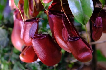 Nepenthes 'Diana' is an extremely beautiful, insectivorous plant. It looks very exotic.