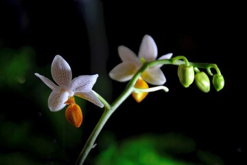 Beautiful exotic flowers of Palaenopsis Mini Mark in botanical garden