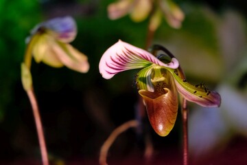 Beautiful exotic flowers of Paphiopedilum, often called the Venus slipper