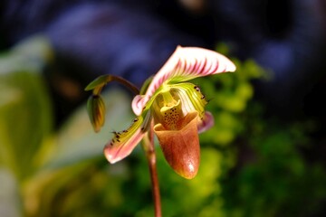 Beautiful exotic flowers of Paphiopedilum, often called the Venus slipper