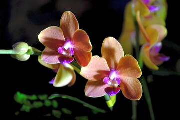 Beautiful exotic flowers of Phalannopsis Magic
