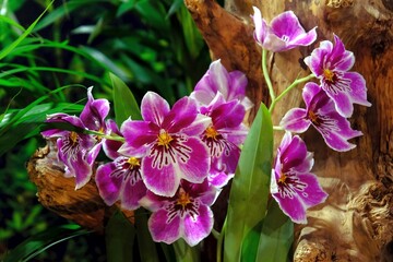 Beautiful exotic flowers of orchid Phalaenopsis in botanical garden