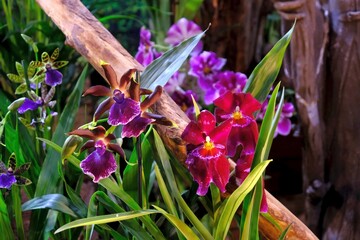 Beautiful exotic flowers of Orchidea Cambria