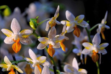 Beautiful exotic flowers of Palaenopsis Mini Mark in botanical garden