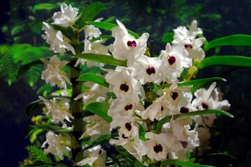 Beautiful exotic flowers of orchid Dendrobium Winter Storm, Yamamoto in botanical garden