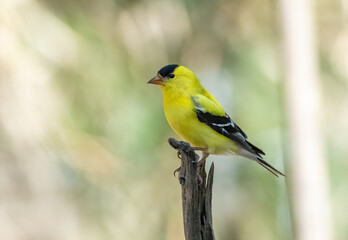 Fototapeta premium Male American goldfinch perched on a branch