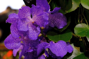Beautiful exotic flowers of violet orchid Vanda in botanical garden