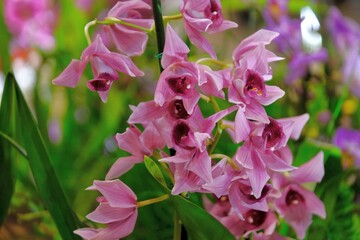 Beautiful exotic flowers of orchid Cymbidium Devon Wine "Million Veil" in botanical garden