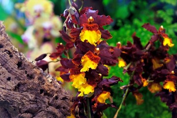 Beautiful exotic flowers Yellow and maroon Oncidium orchid hybrid flowers grow in a botanical garden