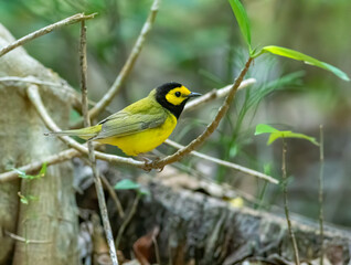 Fototapeta premium hooded warbler bird perched on a branch