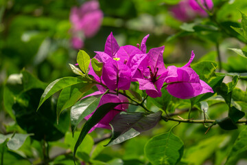 Fototapeta premium Lilac bougainvillea flowers with nature on blurred background