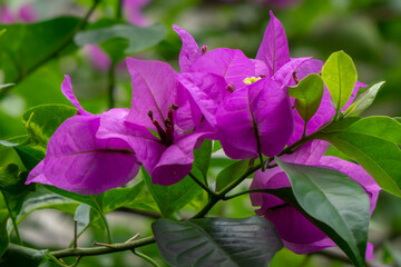 Lilac bougainvillea flowers with nature on blurred background